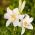 Lilium, Lily Candidum - čebulica / gomolj / koren - Lilium candidum