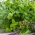 Herb Garden i mange år - Herb mix -  - frø