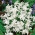 Bossierova sláva snehu - Chionodoxa luciliae alba - veľké balenie! - 100 ks; Lucileova sláva snehu