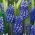 Hroznový hyacint Muscari Dark Eyes - velké balení! - 50 ks. - 