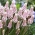 Hyacint ružového kvitnutia hrozna - Muscari Pink Sunrise - Large Pack! - 10 ks.