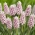 Hyacint ružového kvitnutia hrozna - Muscari Pink Sunrise - Large Pack! - 10 ks.
