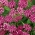 Swamp milkweed, rose milkweed, ruusunmaidonkukka, suon silkkiäinen, valkoinen intialainen hamppu "Cinderella" - 60 siementä - Asclepias incarnata Cinderella - siemenet