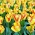 Tulipa Kapské Město - Tulip Kapské Město - 5 květinové cibule - Tulipa Cape Town