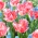 Hoa tulip (crispa) tua + lục bình nho - Bộ 50 chiếc - 