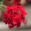 Vrtna vrbena - crvena sorta; Vrtina vrta - 120 sjemenki - Verbena x hybrida  - sjemenke