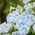 牵牛花蓝星种子 -  Ipomoea三色 -  56种子 - Ipomoea tricolor - 種子