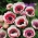 Anemone Bicolor - 8 lukovica