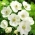 银莲花属新娘 -  20个洋葱 - Anemone