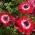 Anemone guvernér - 8 kvetinové cibule