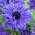 Dobbelt anemone - Lord Lieutenant - 40 stk; vallmo anemone, vindmølle - 