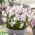 Forbes 'glory-of-the-snow Chionodoxa forbesii Pink Giant - Pack Besar! - 100 pcs. - 