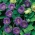 Purple Cup and Saucer Vine seeds - Cobaea scandens - 6 seeds