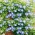 보라색 나팔꽃 종자 - Ipomoea purpurea - 135 종자 - 씨앗