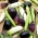 Eggplant, Aubergine - variety mix - 110 seeds