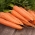 BIO - Cà rốt "Berlikumer" - hạt hữu cơ được chứng nhận - 4250 hạt - Daucus carota ssp. sativus 