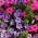 大花矮牵牛“Smolicka Superbissima” -  60粒种子 - Petunia x hybrida superbissima  - 種子