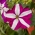 二色の花とクリムゾンペチュニア「スターレットF2」 -  80種子 - Petunia x hybrida pendula  - シーズ