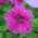 พิทูเนียสีชมพูกับดอกไม้น่าระทึกใจ - 80 เมล็ด - Petunia x hybrida fimbriatta 