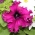 Petunia dengan bunga-bunga ruffled - campuran pelbagai - 80 biji - Petunia x hybrida fimbriatta  - benih