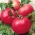 עגבניות "Maliniak" - שדה, פטל מגוון עם נוקשה נובעת - Lycopersicum esculentum  - זרעים