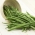 שעועית צרפתית "פרארי" - מגוון טעים, עמיד למחלות - Phaseolus vulgaris L. - זרעים