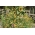Campuran hedge pelangi - 40 spesies tanaman tahunan tumbuh hingga 180 cm -  - biji