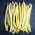 黄色法国豆“瞪羚” - Phaseolus vulgaris L. - 種子