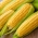 Sugar corn "Tasty Sweet F1" - early, extremely sweet variety - 30 seeds
