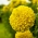 גמד חתול "קלנדו" - צהוב - 108 זרעים - Tagetes erecta