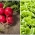 Sjeme trake - Radish "Saxa 2" i salata "Kraljica svibnja" - Raphanus sativus L. + Lactuca sativa L. var. Capitata - sjemenke