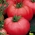 Tomat "Polorosa F1" - pentru cultivare sub capace - 15 seminte - Lycopersicon esculentum Mill  - semințe