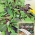 Φρέσκα φύλλα - Οικογενειακό μείγμα - για καλλιέργεια σε κουτιά, χαλάκι 10x100 cm - 