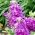 Дълбока роза "Varsovia Jaga" - бледо розово-виолетово; жълто цвете - Matthiola incana annua - семена