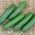 Cucumber "Picolino F1" - greenhouse, short fruit variety - 10 seeds