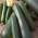 Zucchini "Anissa F1"; quả bí - Cucurbita pepo  - hạt