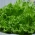 Šalát z dubových listov "Querido" - Lactuca sativa var. foliosa  - semená