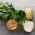 Celeriac "Γολιάθ"; σέλινο - Apium graveolens - σπόροι