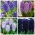 Hyacinth - Bộ màu tím và tím - 28 chiếc - 