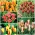 Tulip kerdil - Pemilihan jenis yang luar biasa - 50 pcs - 