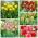 Green tulip – Selection of extraordinary varieties – 50 pcs
