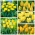 Tulip variety selection in shades of yellow – 50 pcs