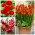 Červené usporiadanie - Výber 3 druhov rastlín - 54 ks - 