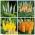 Himalayan foxtail lily - Conjunto de 4 variedades - 12 peças; vela do deserto - 