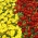 Franču kliņģerīte - brūna + dzeltena - divu šķirņu sēklu komplekts -  - sēklas