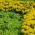 Marigold + ąžuolo lapuočių salotos - dviejų rūšių sėklų rinkinys -  - sėklos