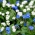 Myosotis Alpin - bleu et blanc, un ensemble de graines de deux variétés - 