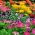 Dwarf zinnia + petunias - set of seeds