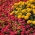 ดอกบานชื่นสีชมพู + ดอกดาวเรืองฝรั่งเศส - ชุดของเมล็ดพันธุ์พืชดอกสองสายพันธุ์ - 