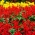Sabio rojo escarlata + caléndula francesa de flores grandes - un conjunto de semillas de dos especies de plantas - 